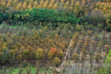 Vineyards 01