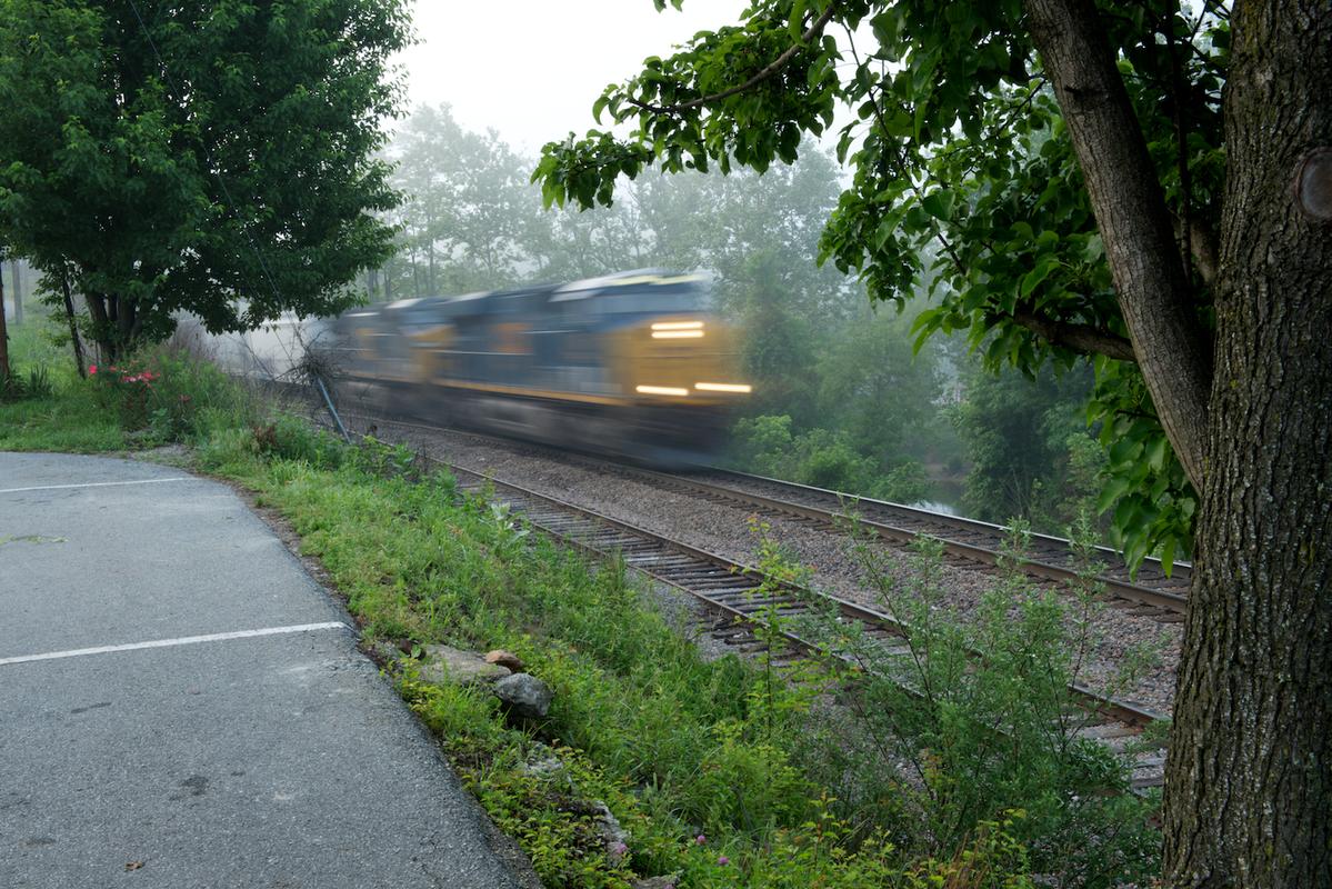 Spruce pine 2014 14