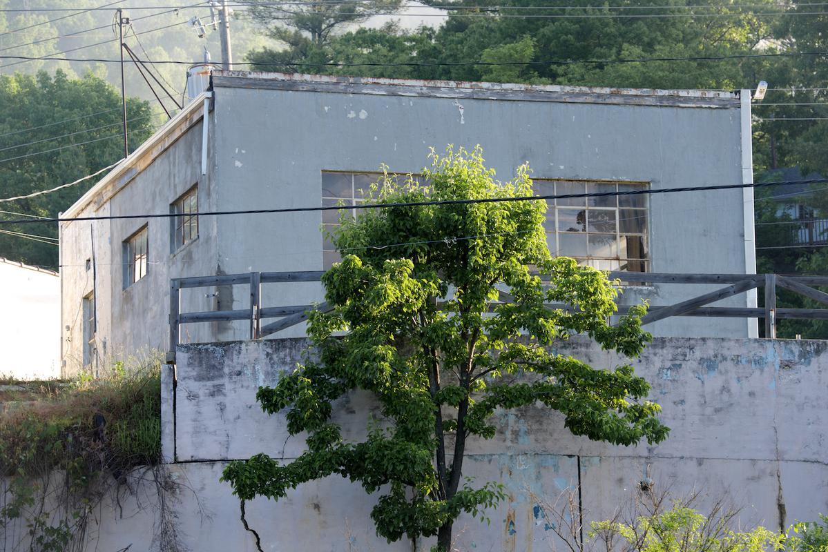 Spruce pine 2014 22
