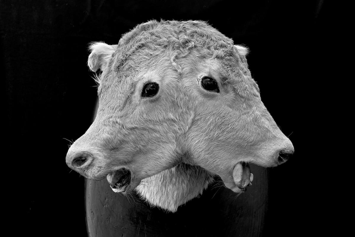 Two headed in blwh 01