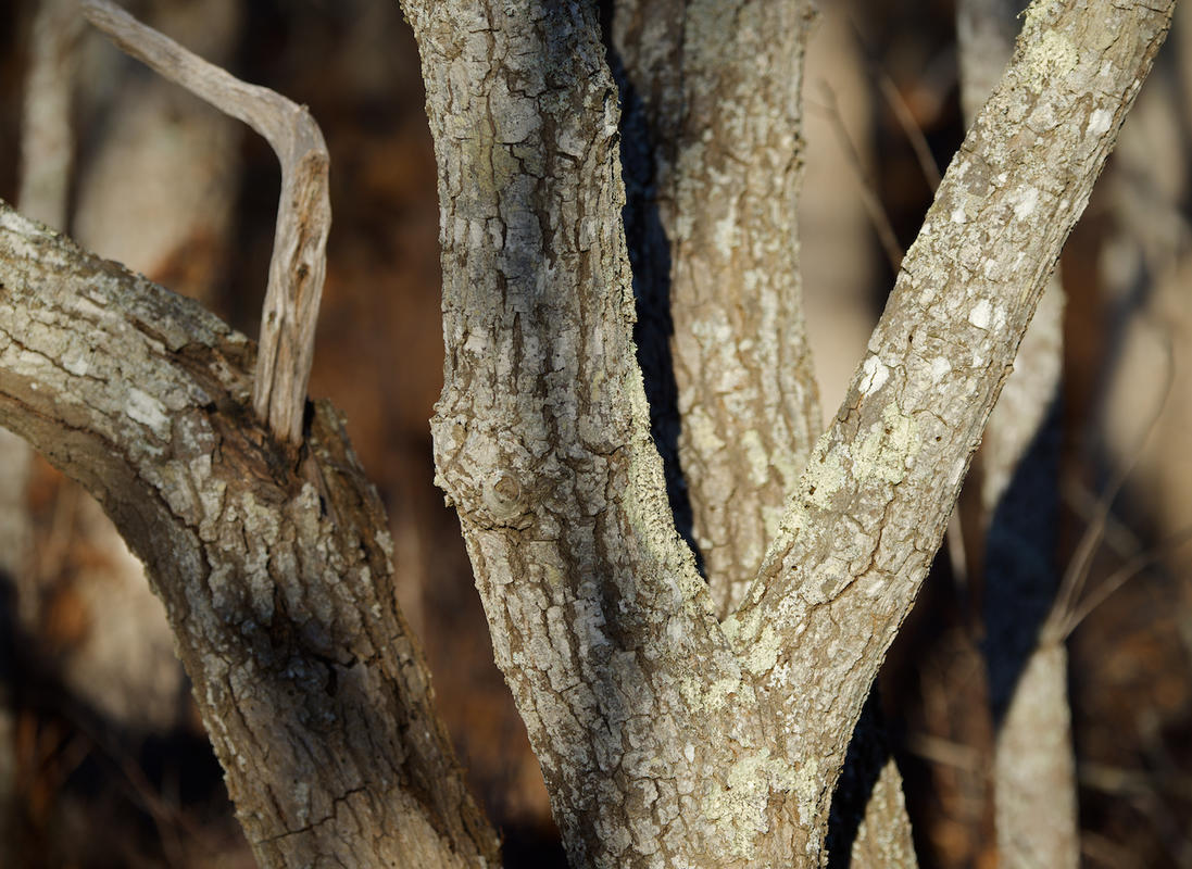 Trees 11