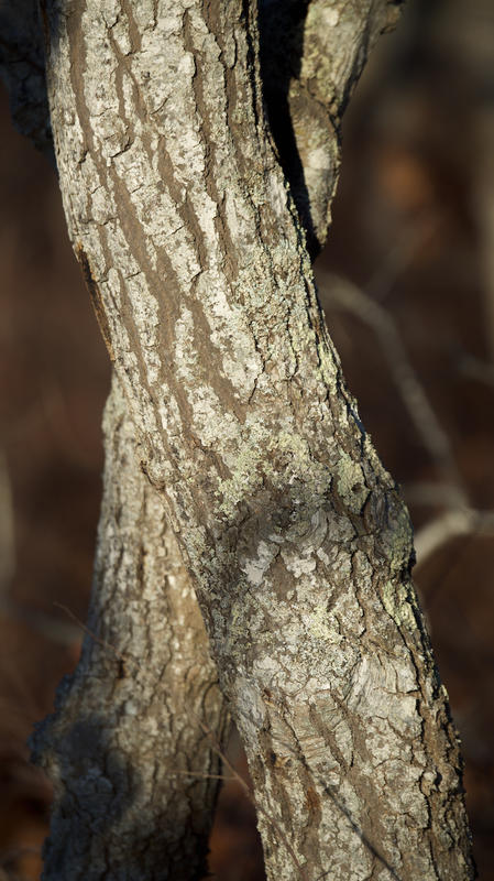 Trees 13