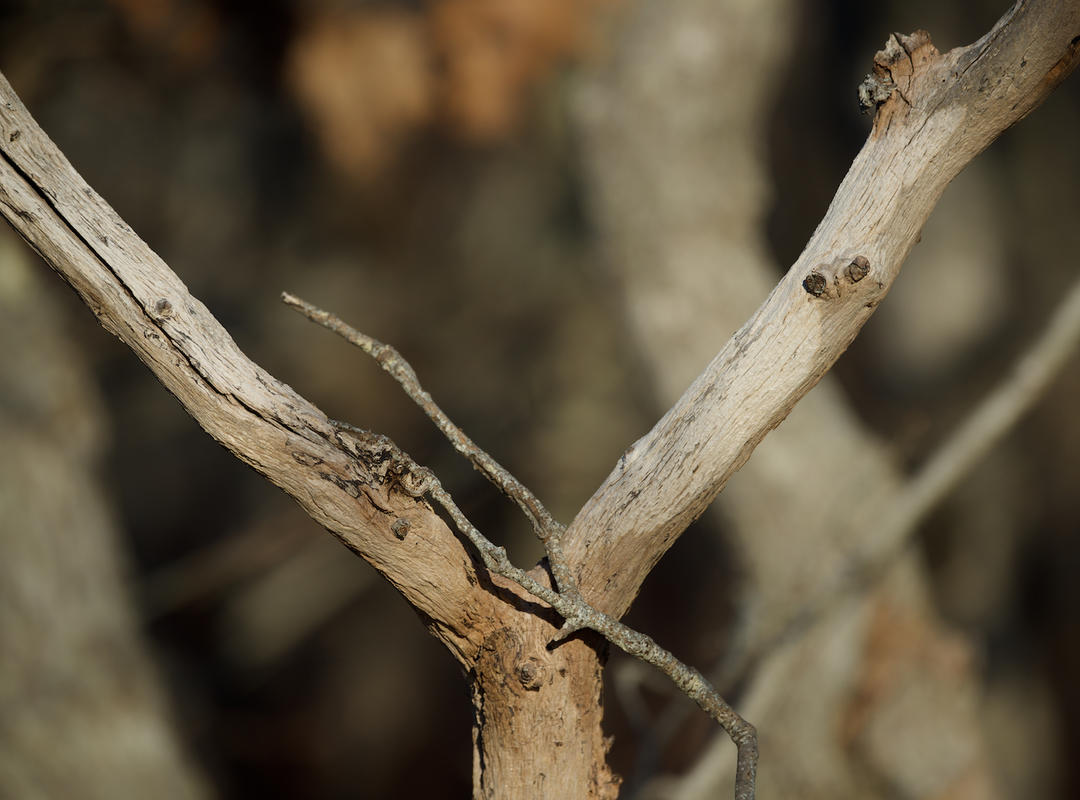 Trees 15