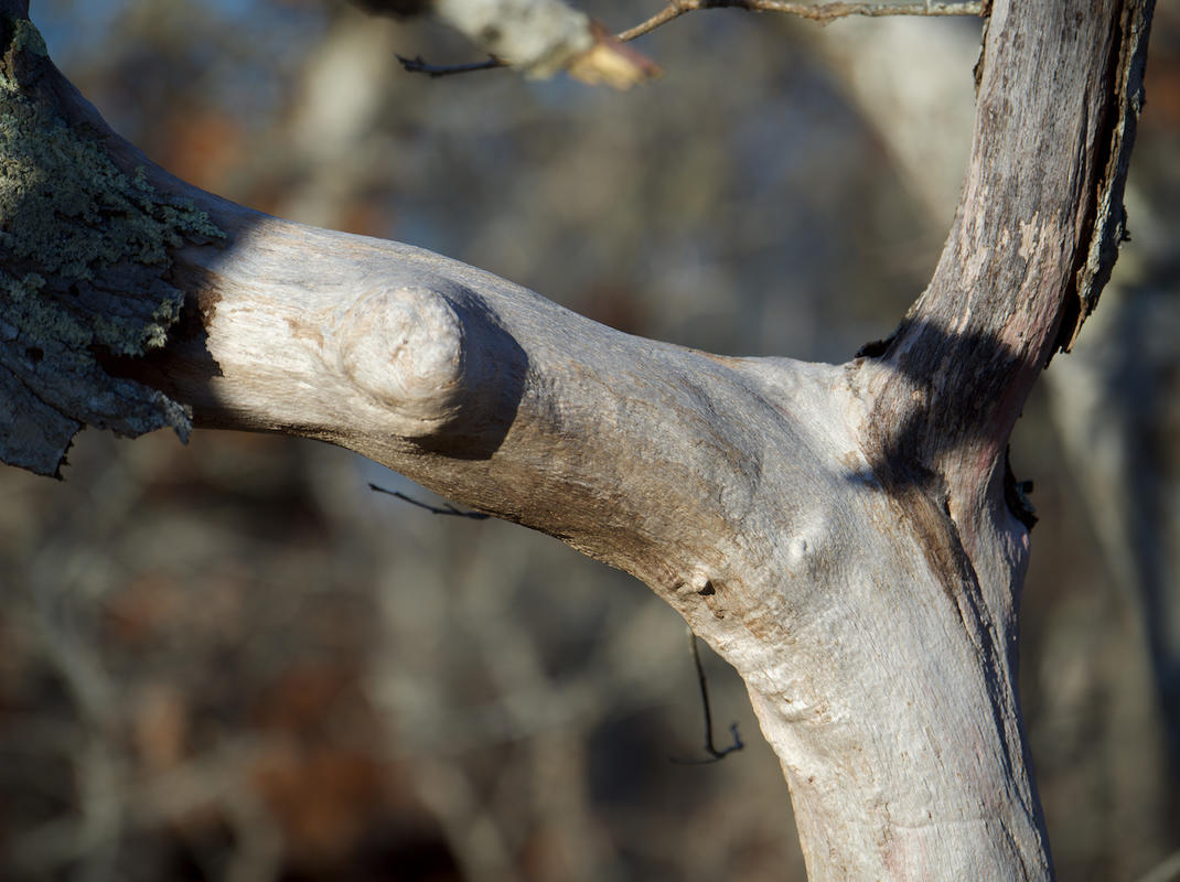 Trees 20