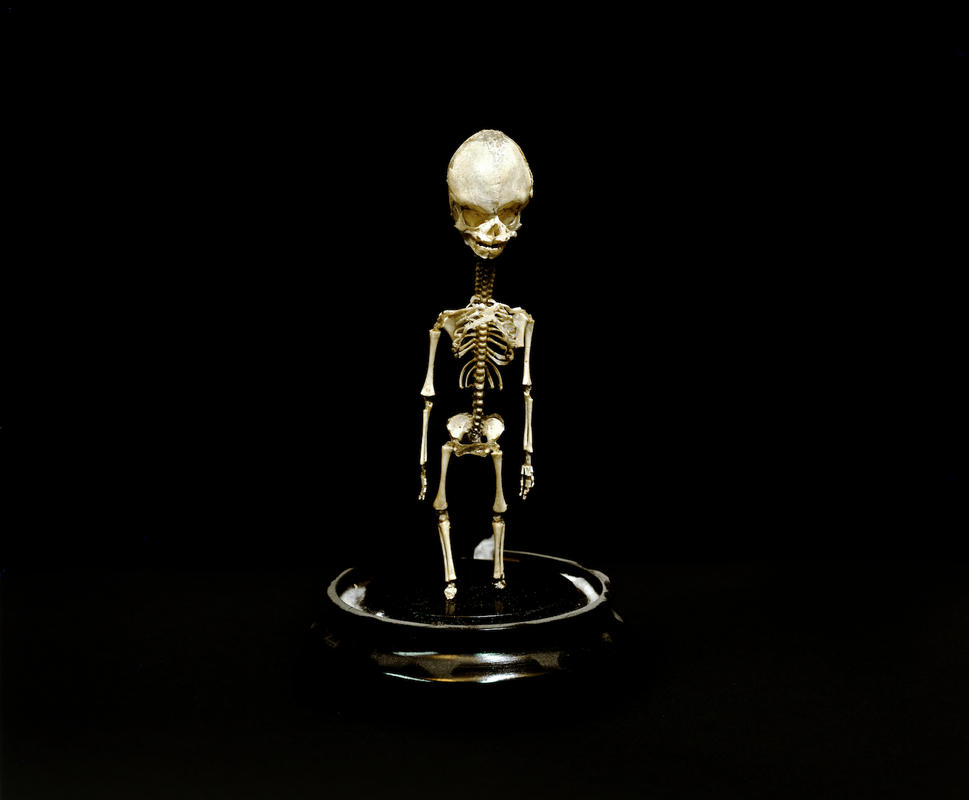 Little skeleton rtp
