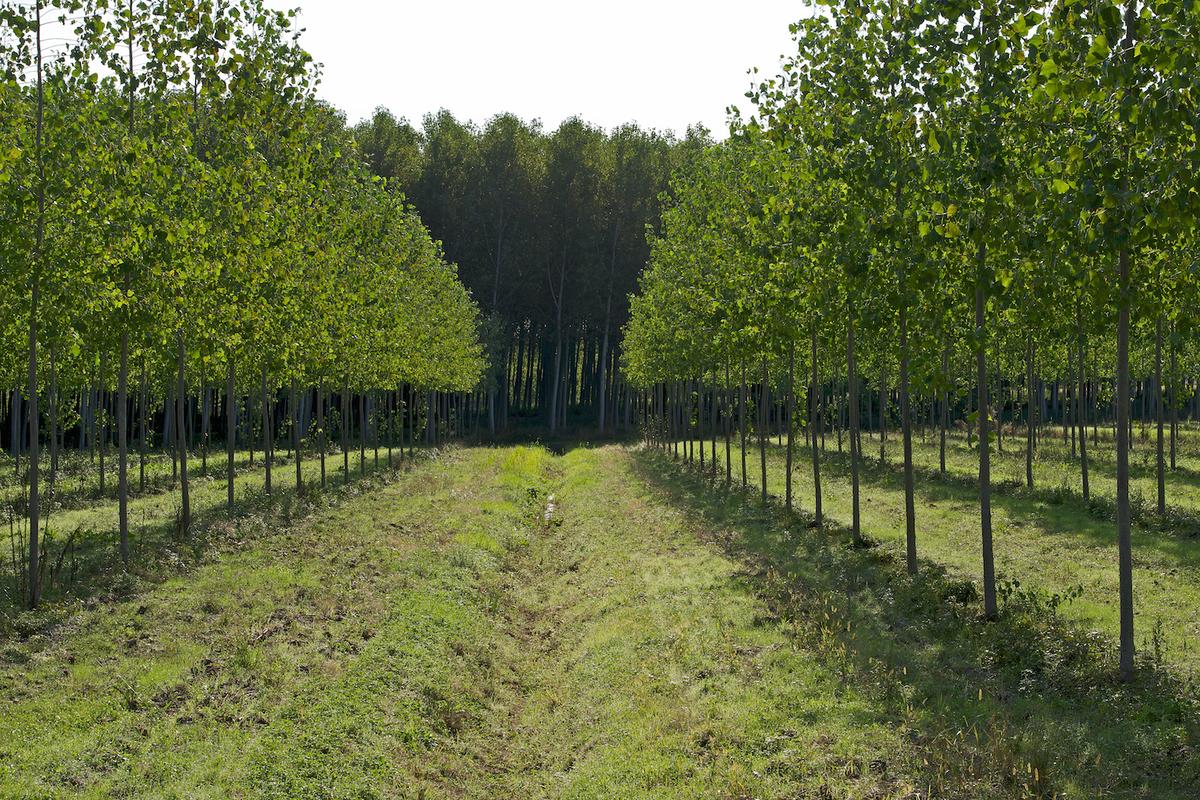 Italy trees 2012 25