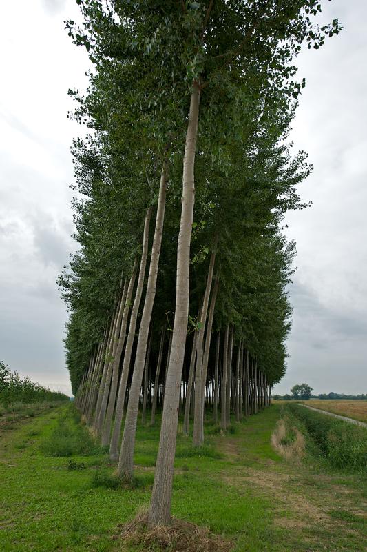 Italy trees 2012 29