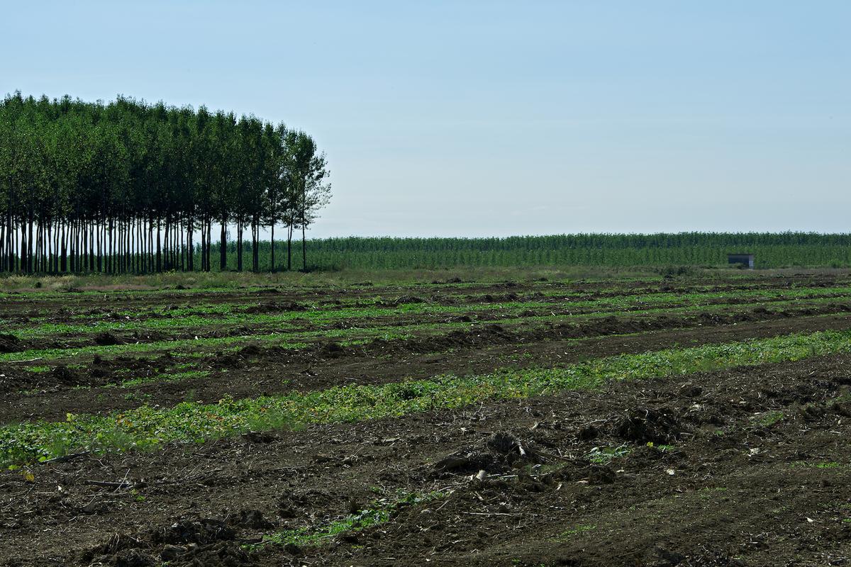 Italy trees 2012 31
